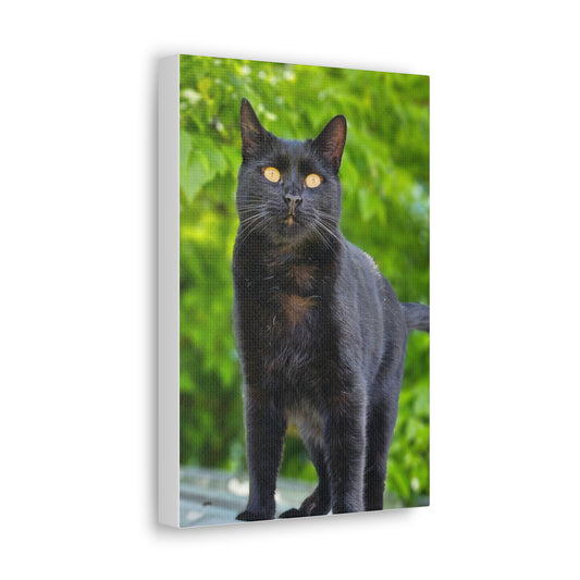 Louie the Cat Canvas