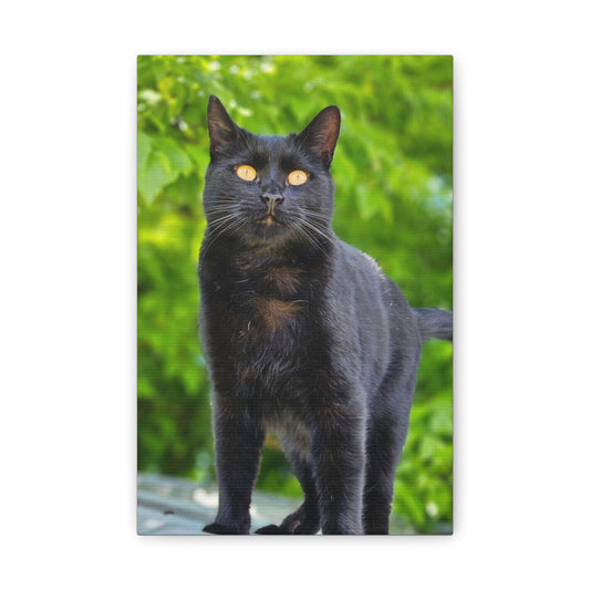 Louie the Cat Canvas